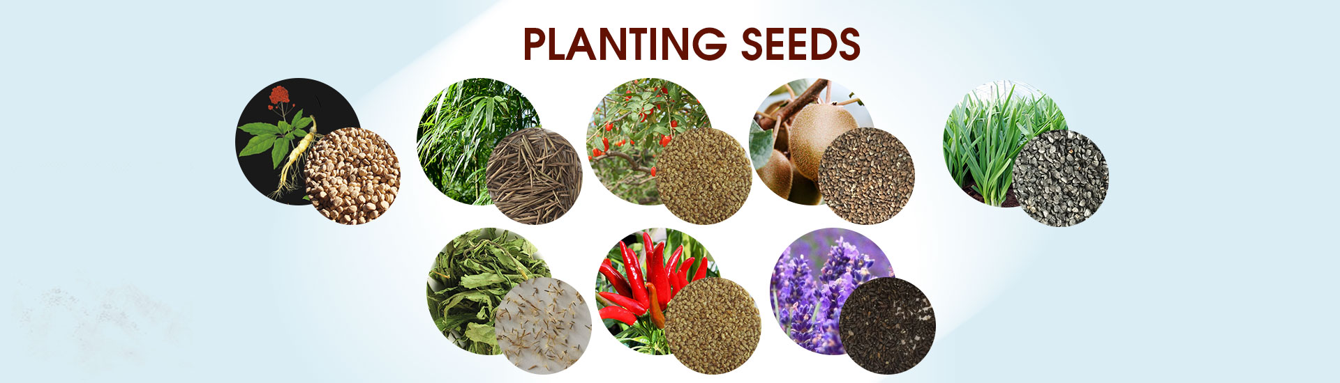 Anhui Seedsoo provide many varieties seeds.