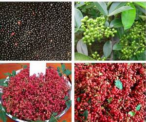 S225 Sichuan Pepper Seed (5).jpg