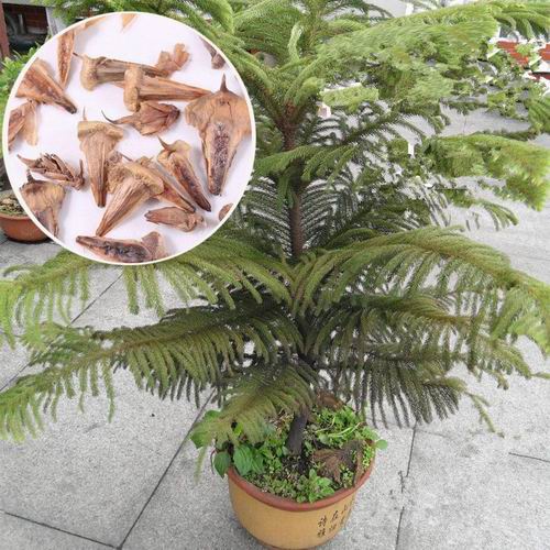  S301 araucaria seed (1).jpg