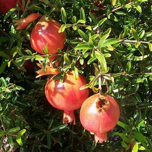 S608 pomegranate seeds (1).jpg