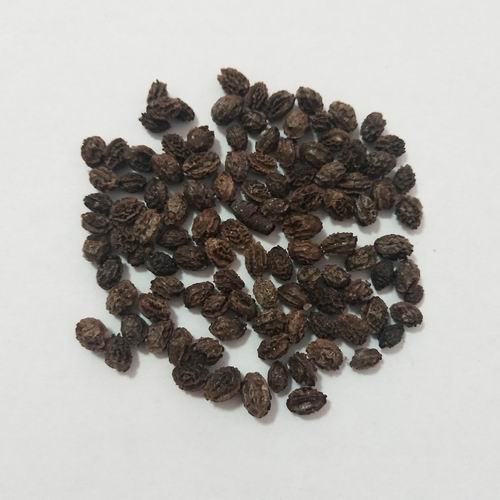 S615 red lady papaya seed (5).jpg