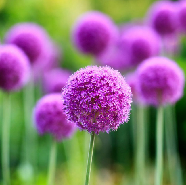 chives seed (1).png