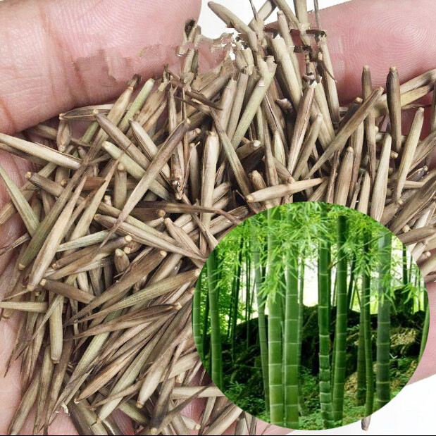 S101 Moso bamboo seed (7).jpg