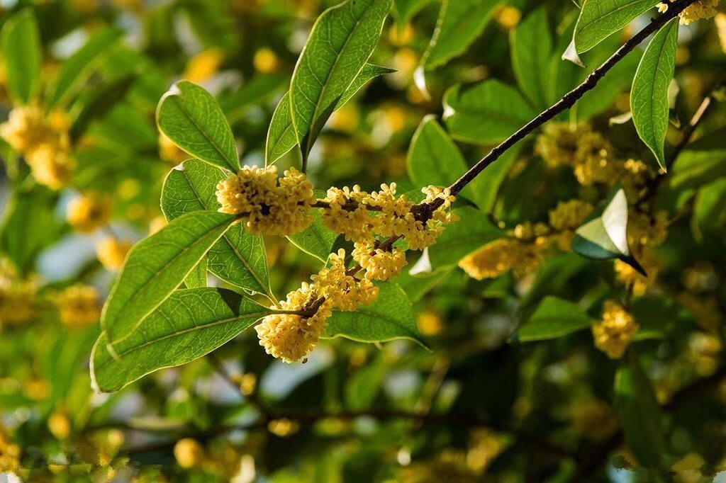 S401 Osmanthus fragrans (1).jpg