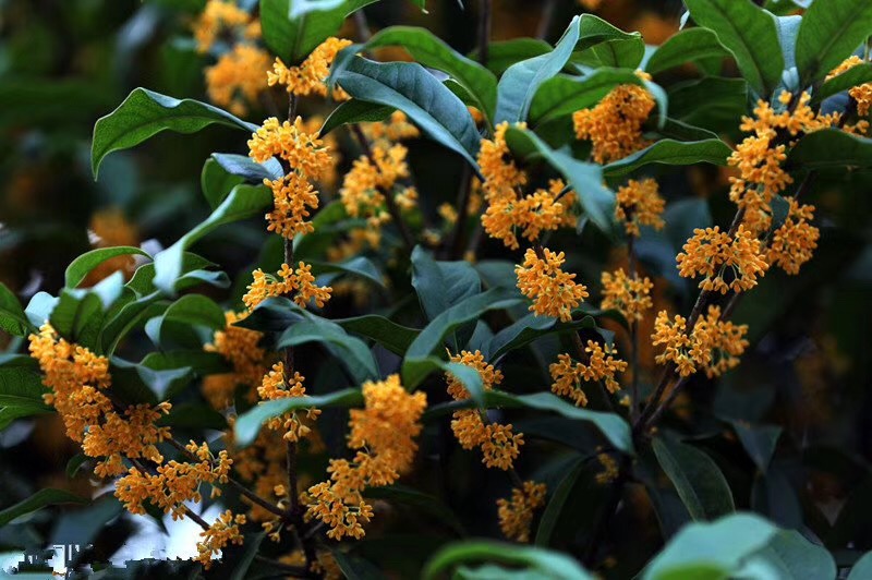 S401 Osmanthus fragrans (4).jpg