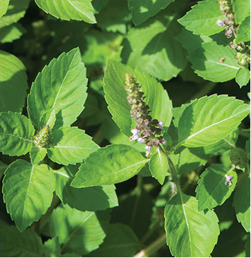 S017 Holy Basil (1).png