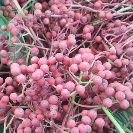 photinia serrulata seed (5).png