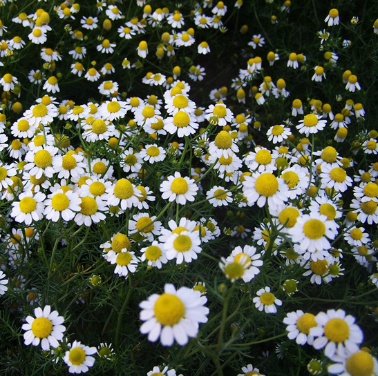 German Chamomile seed (3).png