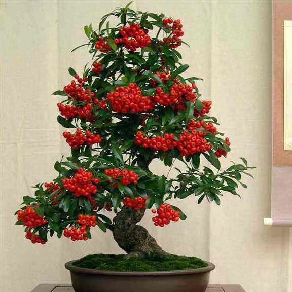 S228 Pyracantha crenatoserrata (1).jpg