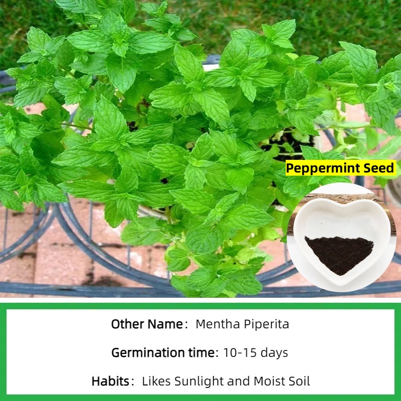 LS021 Peppermint seed (2).jpg
