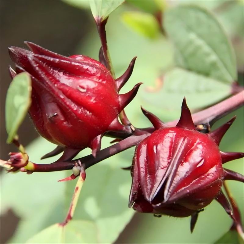 S455 Roselle Seeds (1).jpg