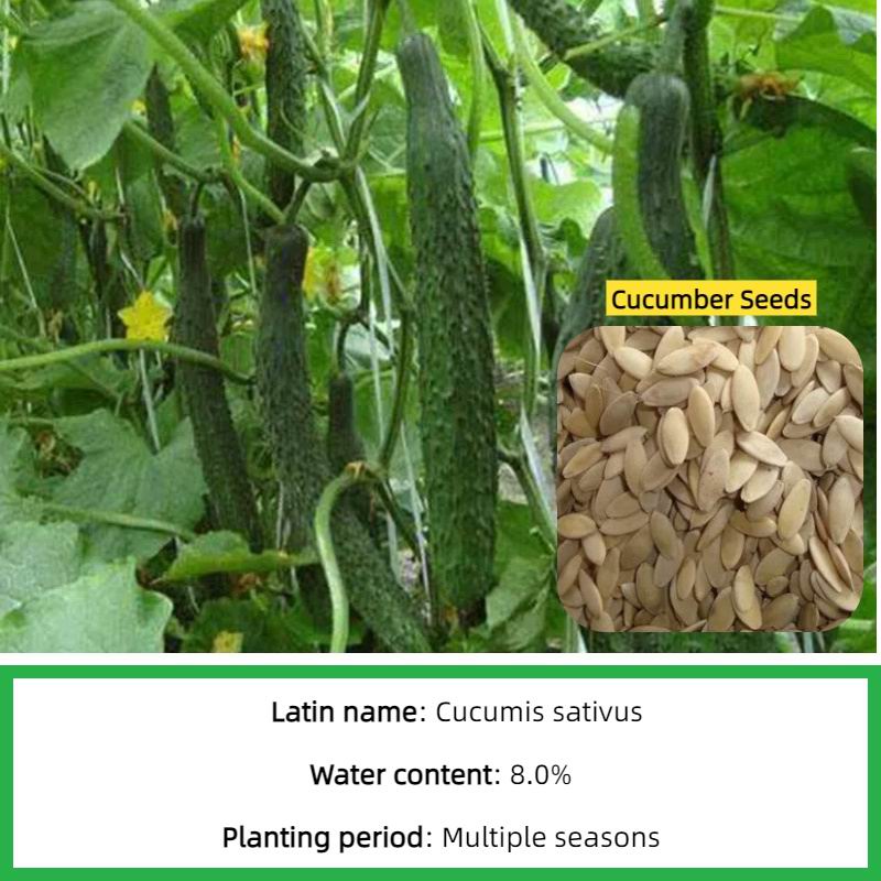S513 Cucumber Seeds (4).jpg