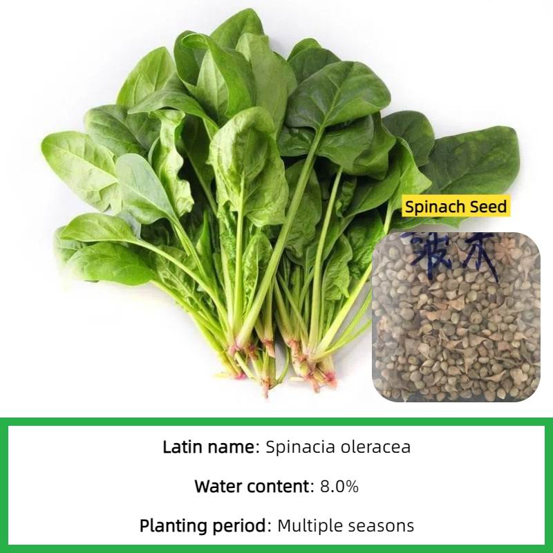 S535 spinach seed (5).jpg