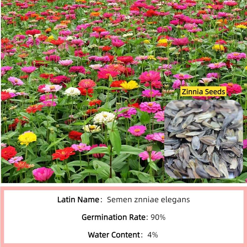S417 Zinnia Seeds(4).jpg