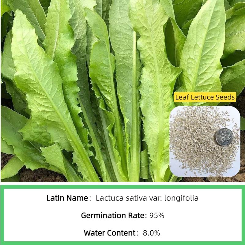 S595 Leaf Lettuce Seed(4).jpg