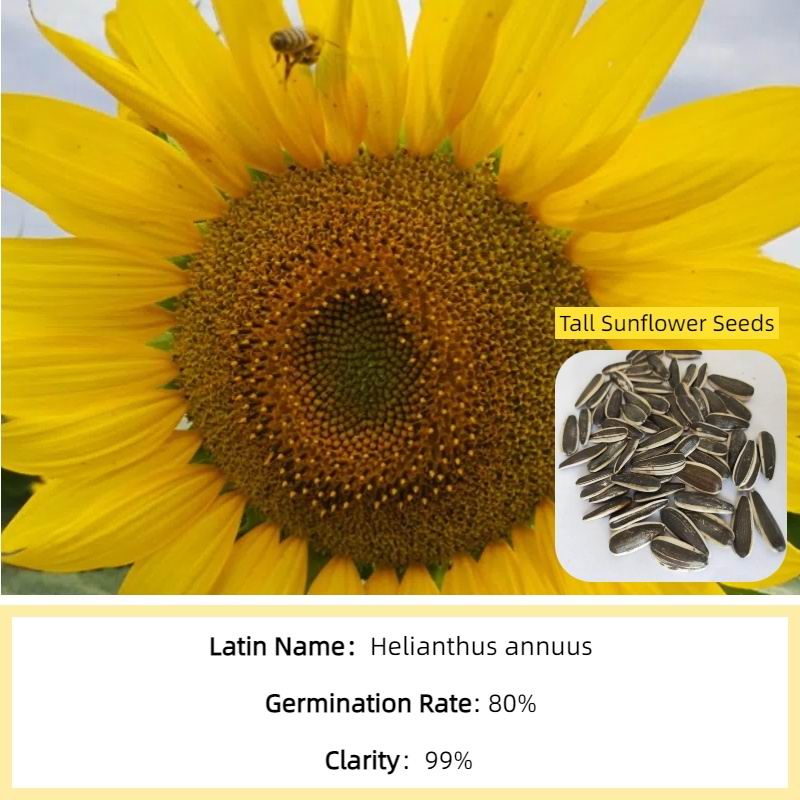 Tall Sunflower Seed (4).jpg