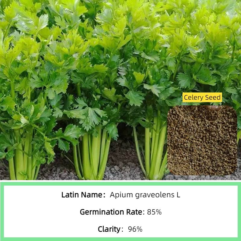 S598 Celery Seed(4).jpg