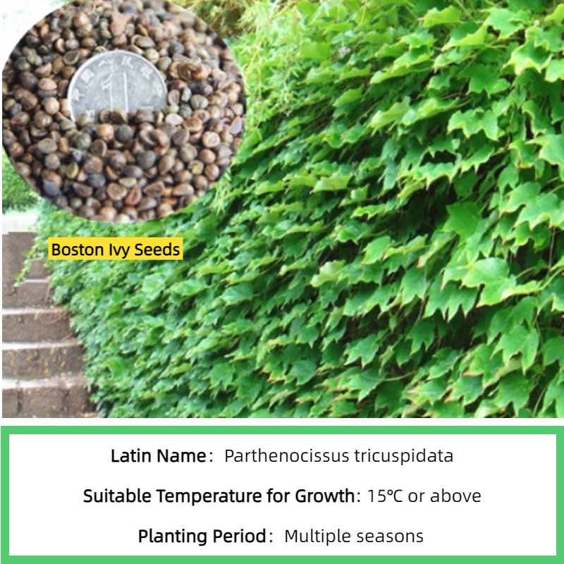 S348 ivy seeds (2).jpg