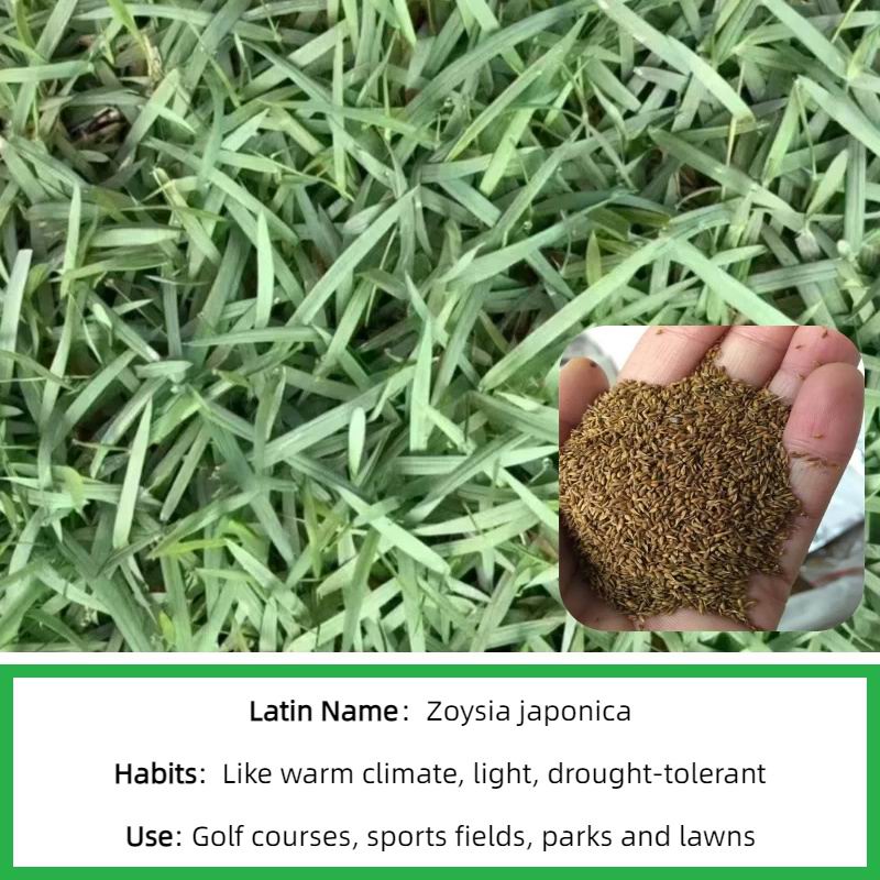 S813 Zoysia Seeds(5).jpg