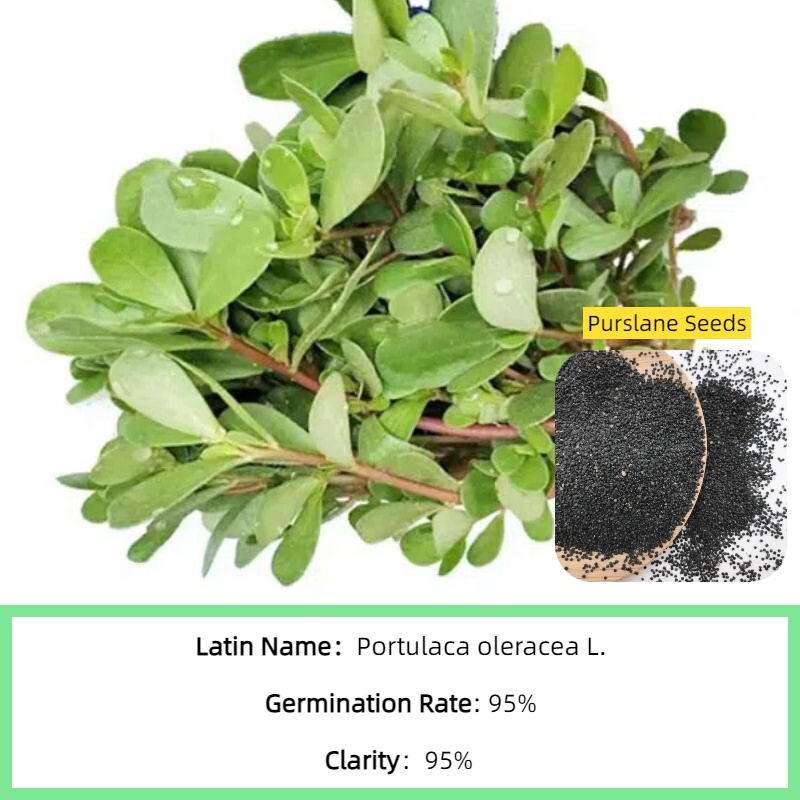 S520 Purslane Seeds(4).jpg