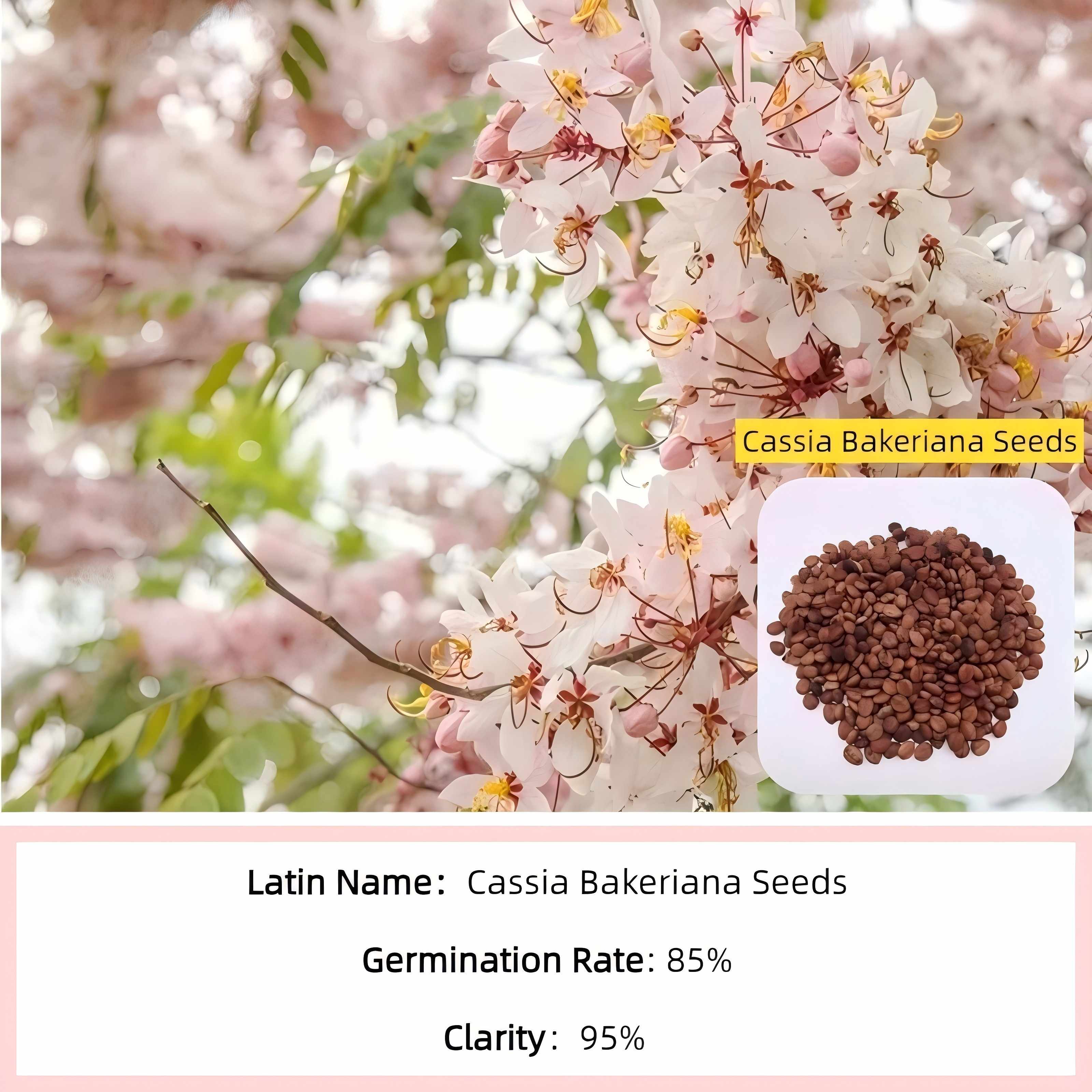Cassia Bakeriana Seeds.jpg