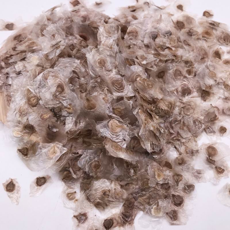 S350 Yellow Tabebuia Seed(1).jpg