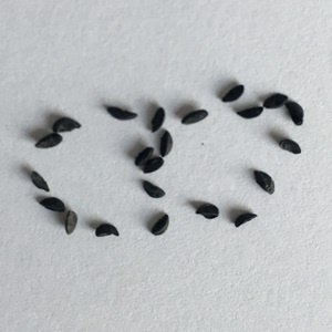 Chive seed