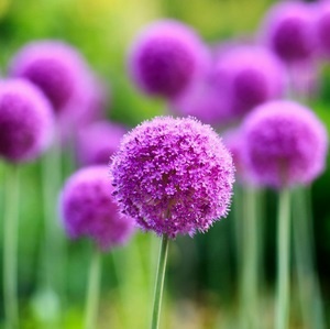 Chive seed