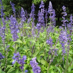 Salvia farinacea seed