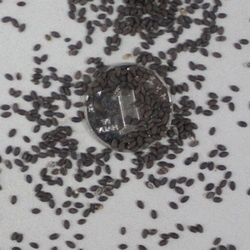 Salvia farinacea seed