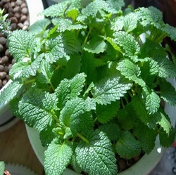 Lemon Balm seed