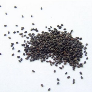 Lemon Balm seed