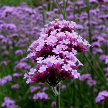 Purpletop verbena seed