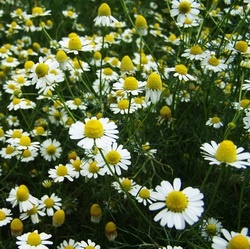 Germany chamomile seed