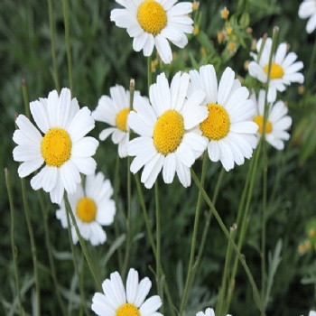 Pyrethrum cinerariifolium seed