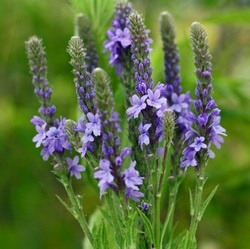 Blue flower vervain seed