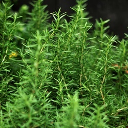 Rosemary seed