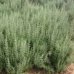 Rosemary seed