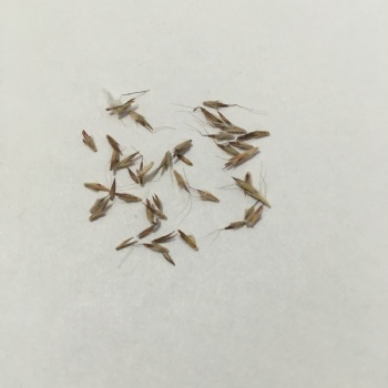 Lemongrass seed