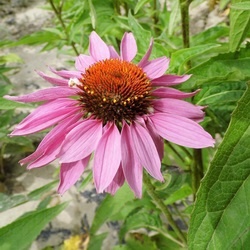 Echinacea echinacea seed