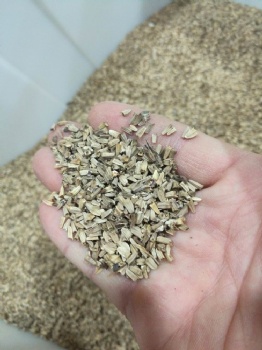 Echinacea echinacea seed