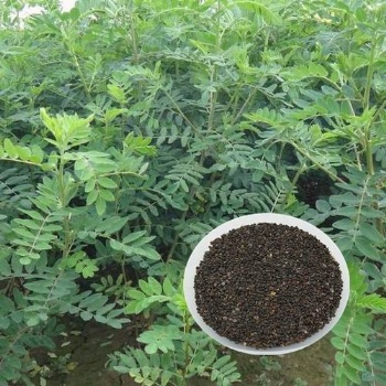 Astragalus seed