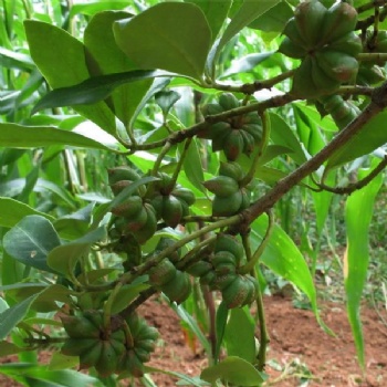 Star Anise seed