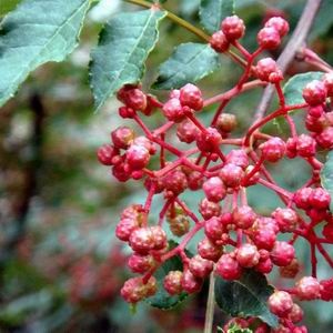 Sichuan pepper seed