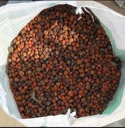 Sea Buckthorn Seed