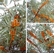 Sea Buckthorn Seed