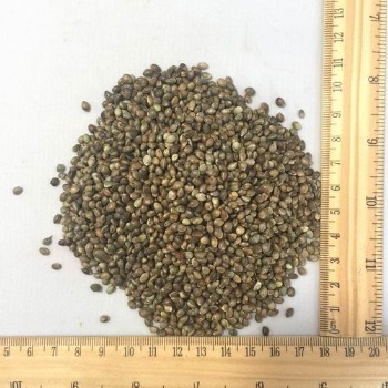 hemp seed