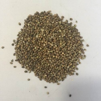 hemp seed