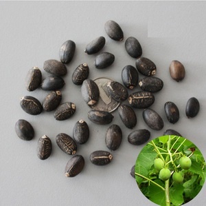 Jatropha seed