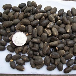 Jatropha seed